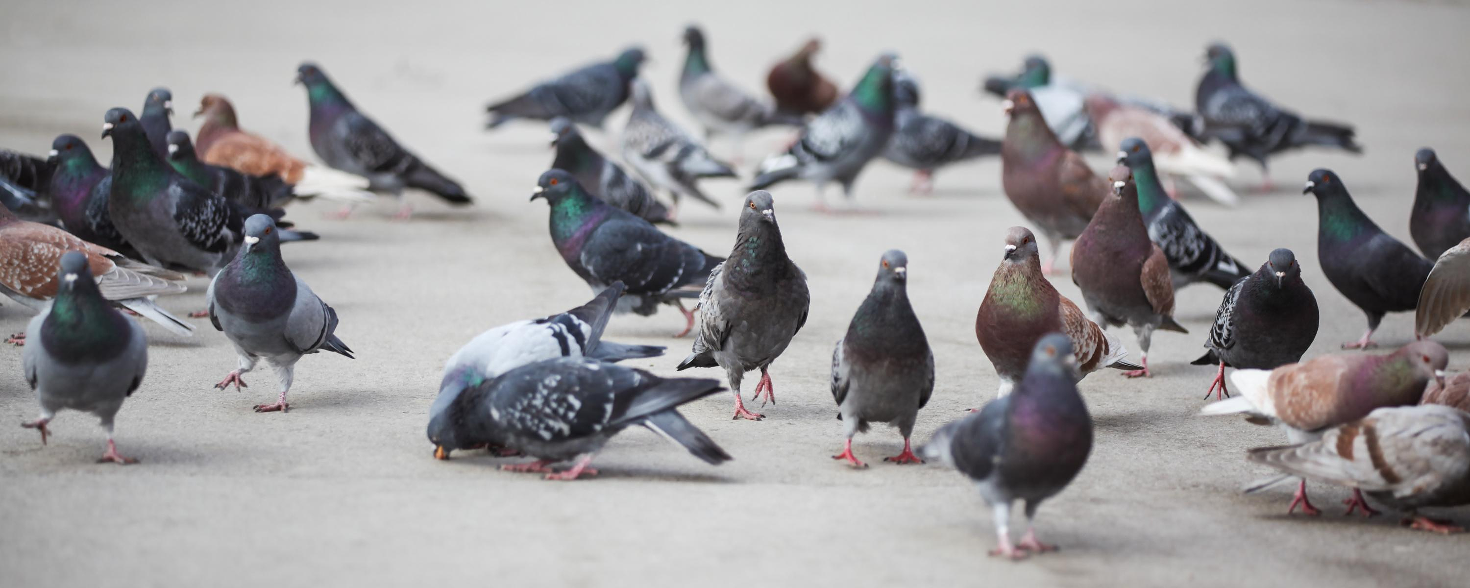 Japan: taxi driver arrested for deliberately killing a pigeon