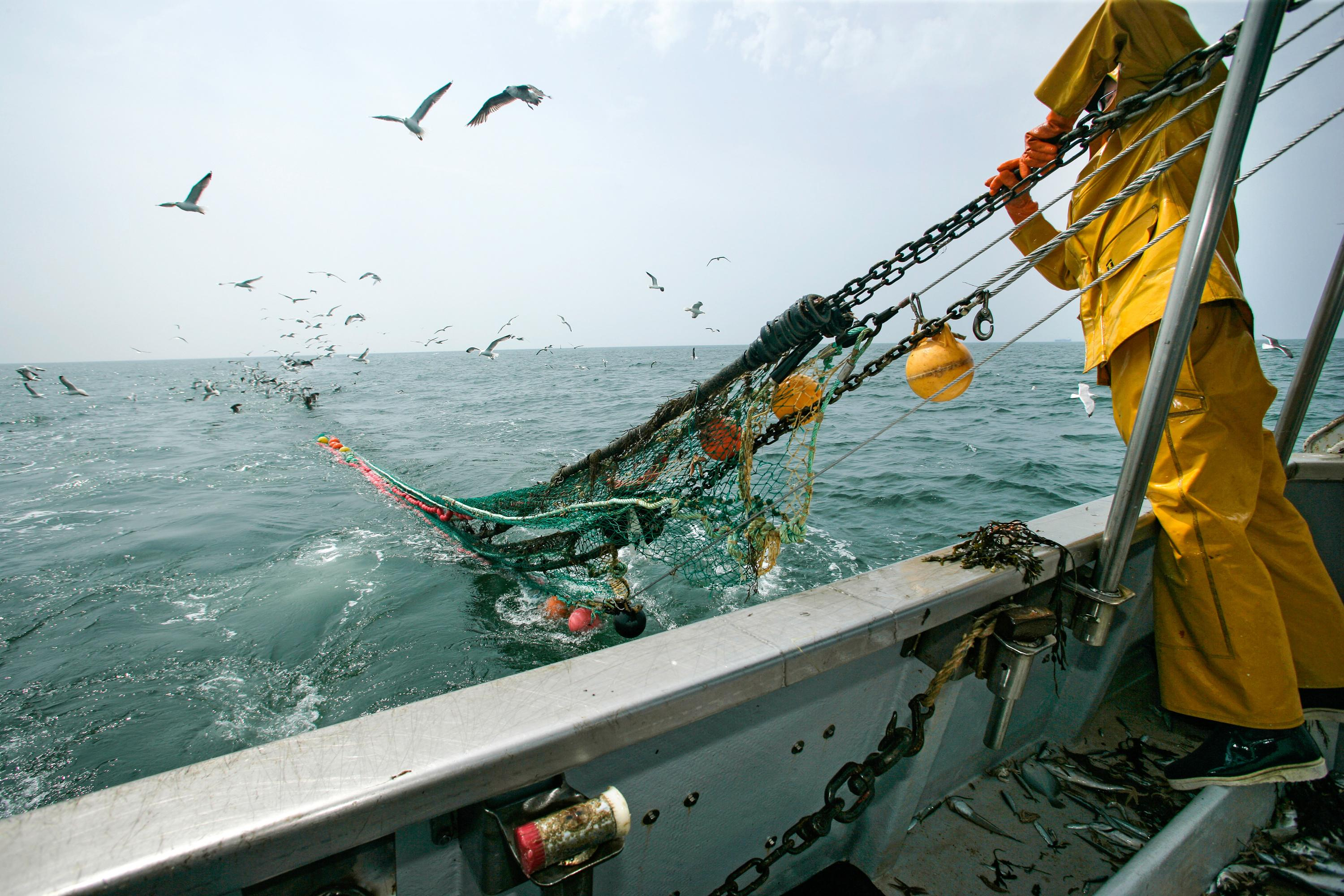 Overfishing still affects 20% of fish landed in France