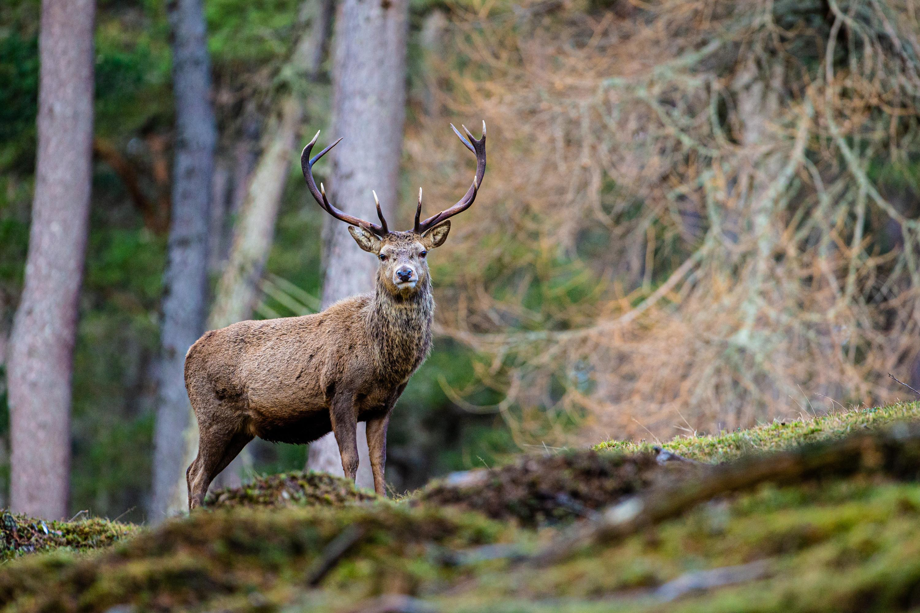 Forests: the Court of Auditors warns of the ravages of deer and calls for more public support