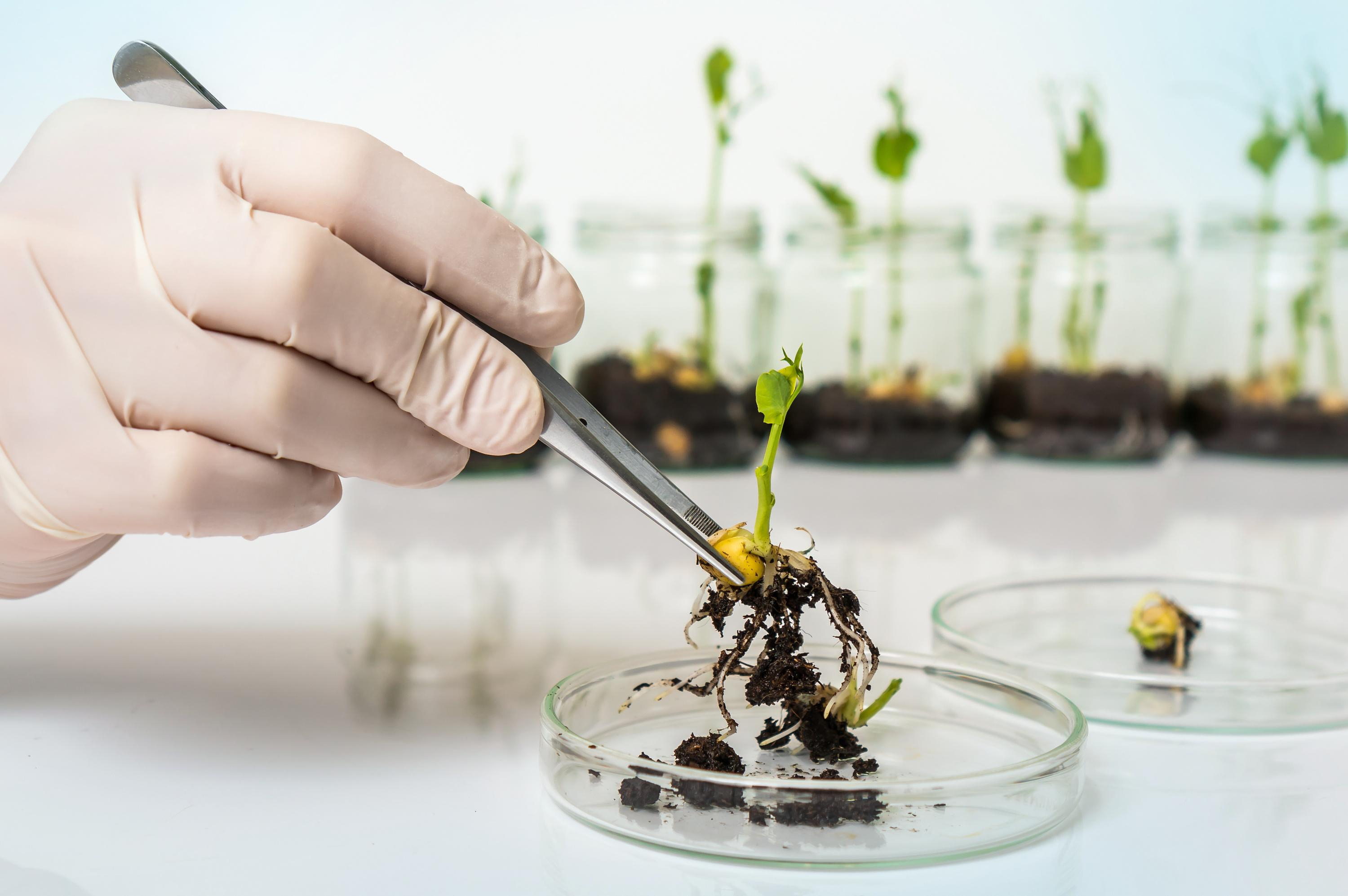 The cultivation of “new GMOs” must be studied “case by case”, according to ANSES