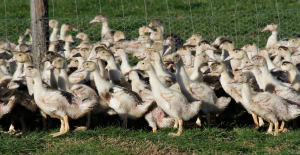 Avian flu: risk raised from “moderate” to “high” in France