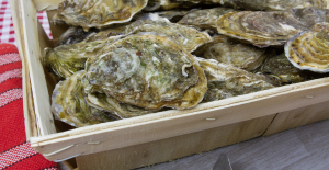 After those from the Arcachon basin, oysters from Calvados banned from marketing and consumption