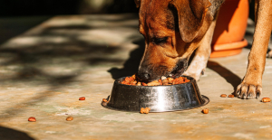 Nitrites, authorized in cold meats, will soon be removed from kibble for dogs and cats