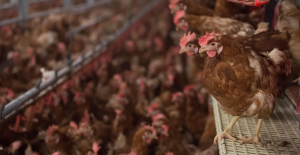 Ukrainian chicken: why Emmanuel Macron calls for regulating its imports into Europe