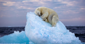 Polar bear falling asleep on iceberg crowned wildlife photograph of the year