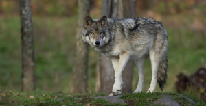 Wolf plan: shooting rules relaxed and compensation to breeders increased