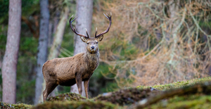 Forests: the Court of Auditors warns of the ravages of deer and calls for more public support
