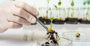 The cultivation of “new GMOs” must be studied “case by case”, according to ANSES