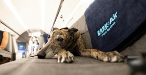 “Dogs fly first”: a new airline offers to allow dogs to travel in the cabin with their owners