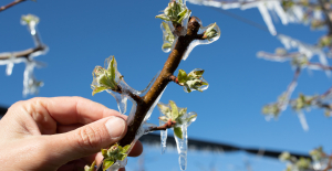 “We are on alert”: farmers’ concerns are growing as two frost episodes approach