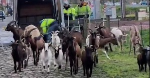 Paris-Roubaix: goats and goats as reinforcements to clean the cobblestones of the Trouée d’Arenberg (video)