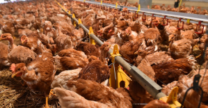 Poultry heavyweight LDC exceeds 6 billion euros in turnover