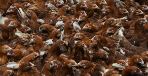 WHO concerned about spread of H5N1 avian flu to new species, including humans